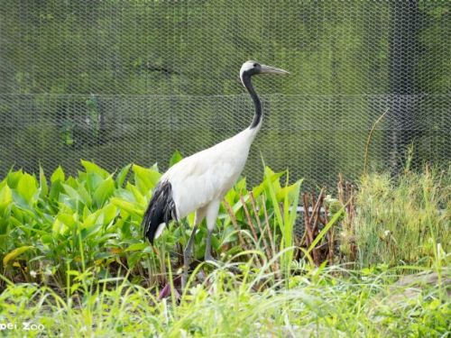 臺北市立動物園全新再開幕，迎接暑假歡樂時光與嶄新遊園體驗！